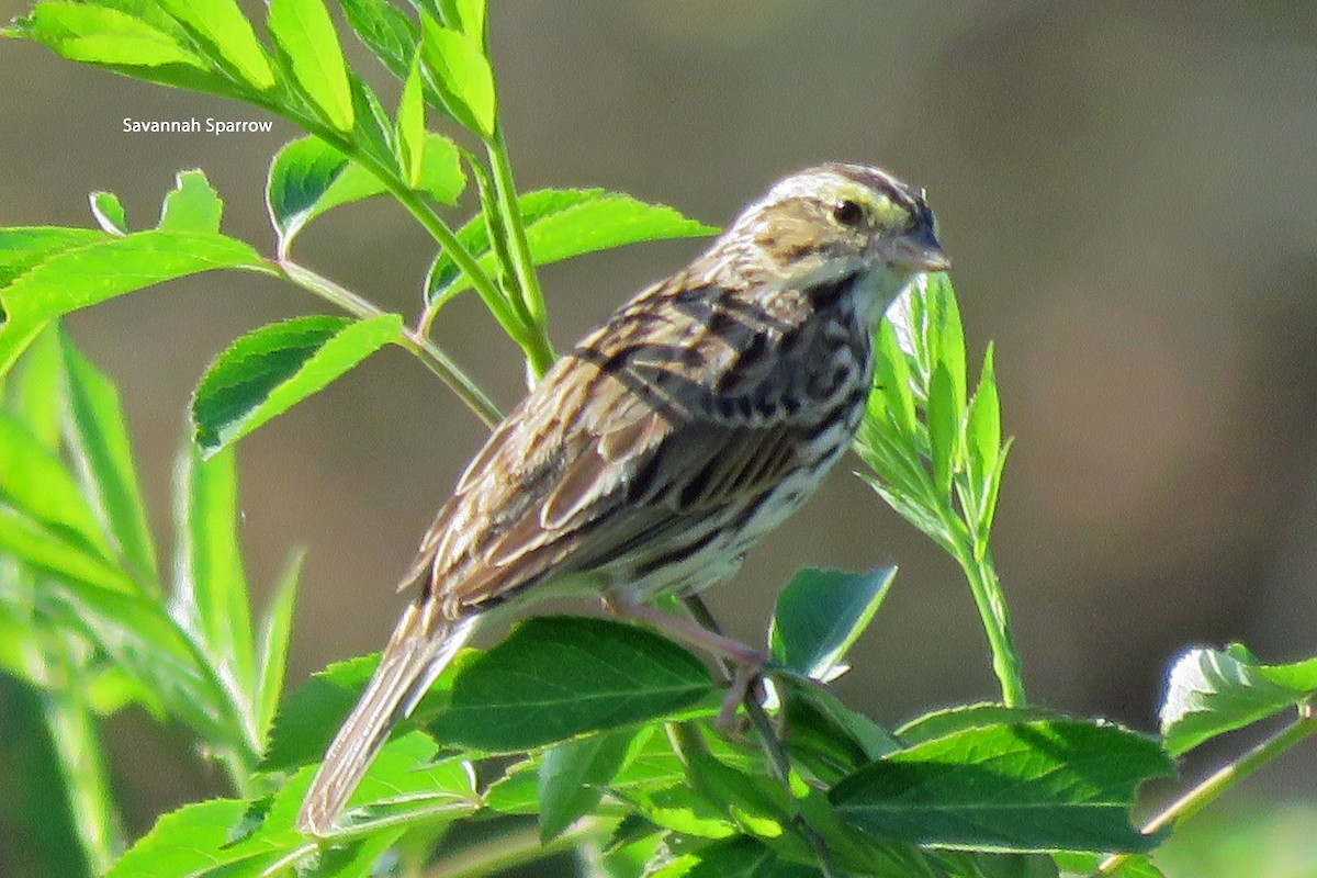 Savannah Sparrow - Merrill Lester