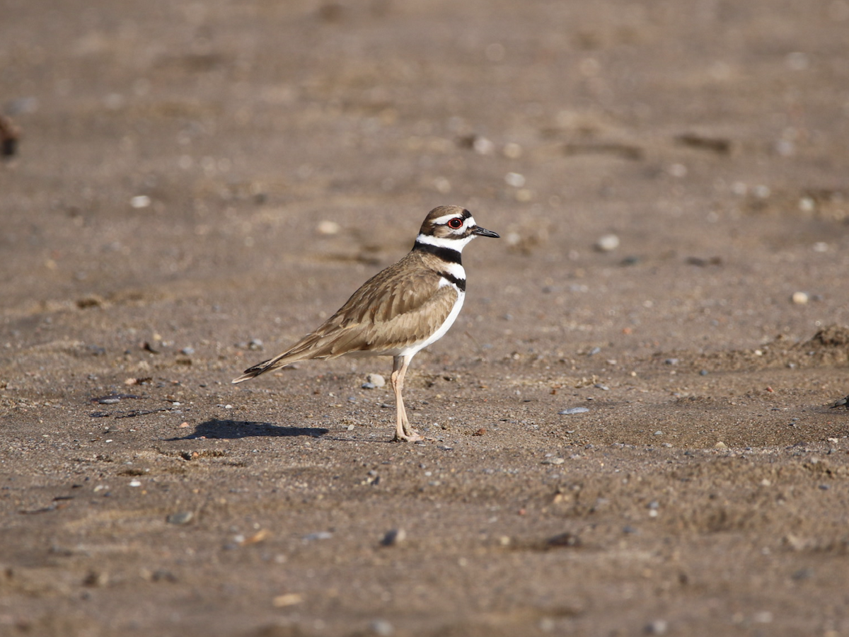 Killdeer - ML617430603