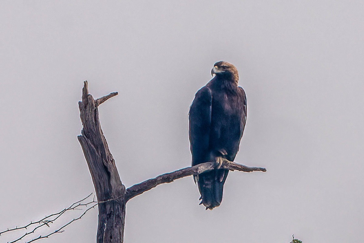 Aigle impérial - ML617430606