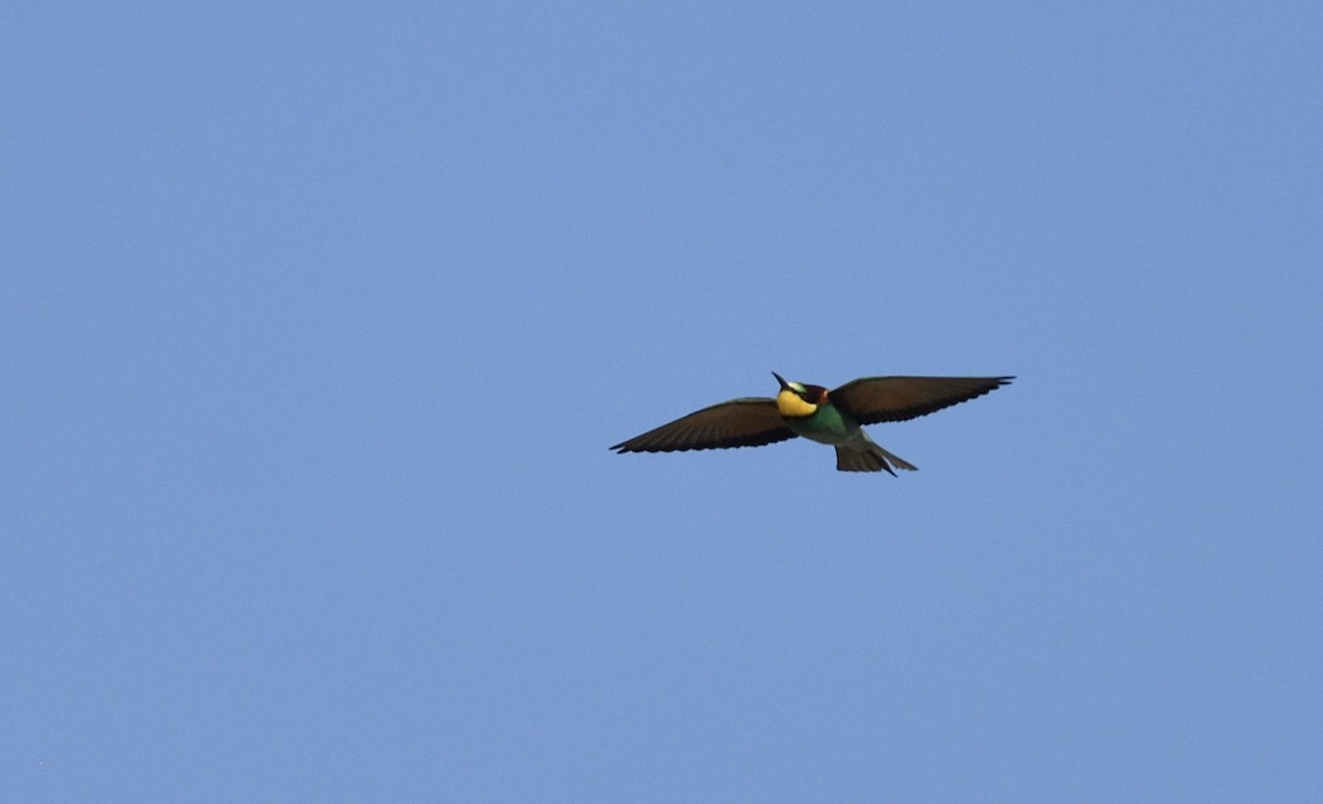 European Bee-eater - Mahfoud Khetib