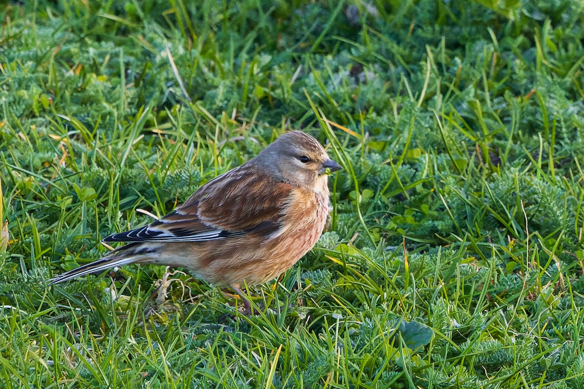 Eurasian Linnet - James Tomasek