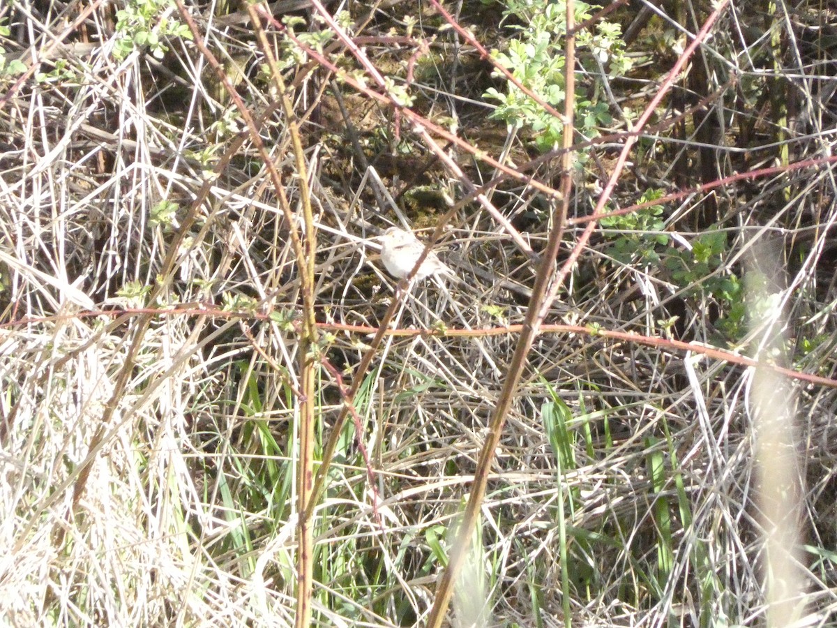 Grasshopper Sparrow - Andrew Wolf