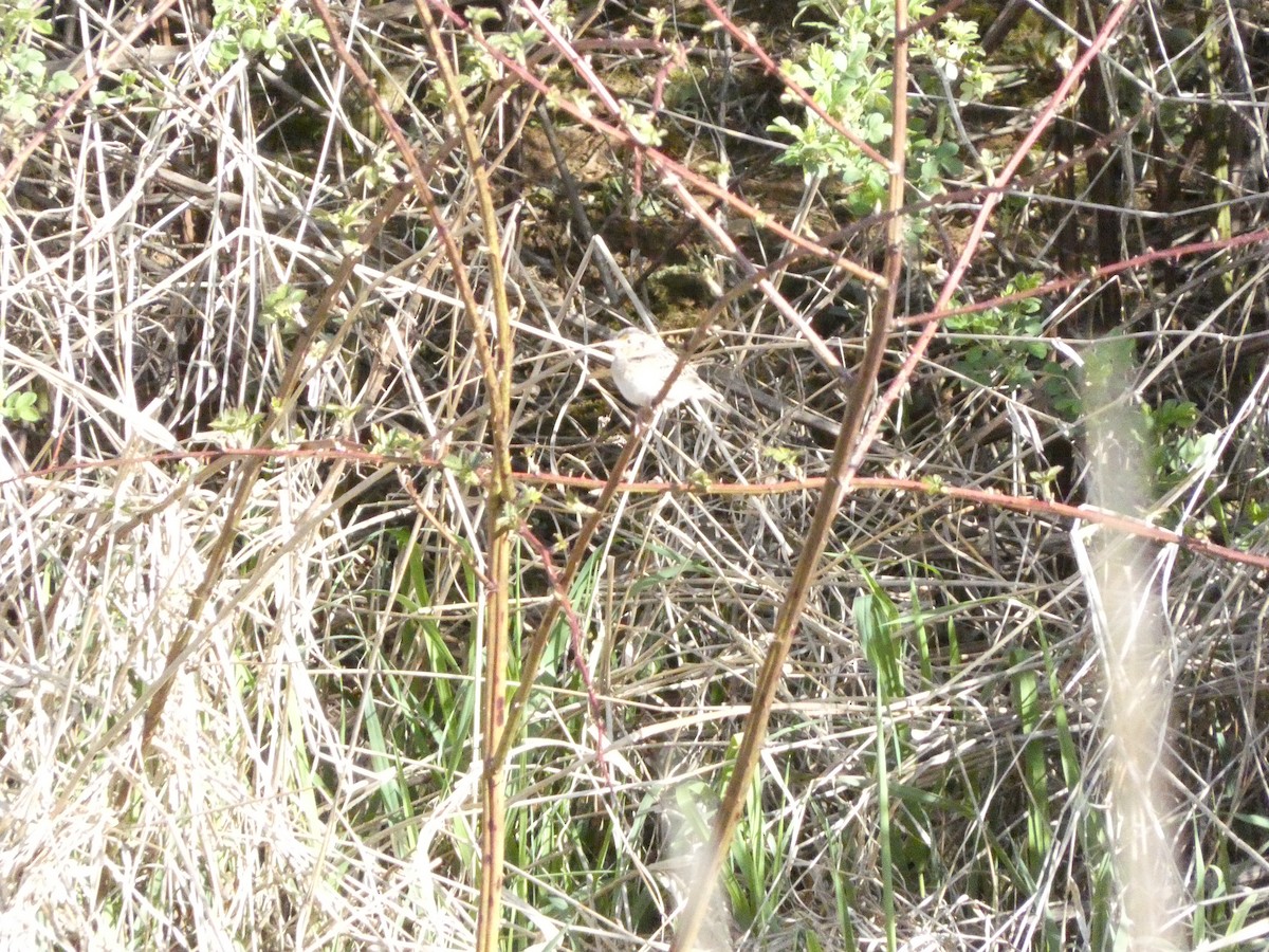 Grasshopper Sparrow - Andrew Wolf