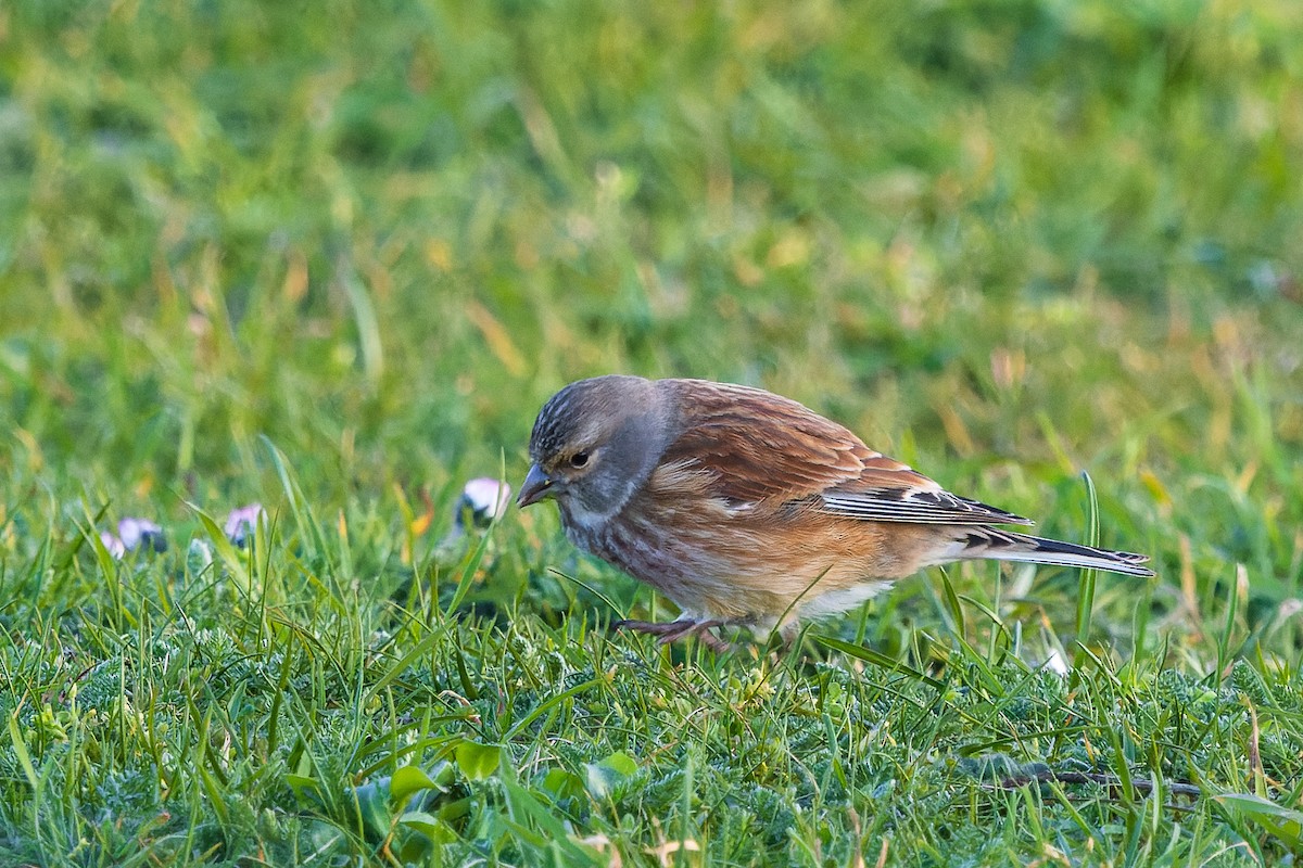 Eurasian Linnet - James Tomasek