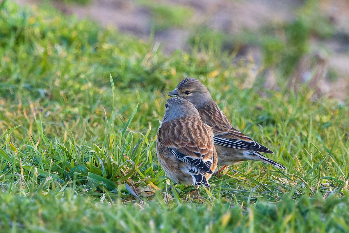 Eurasian Linnet - ML617430730