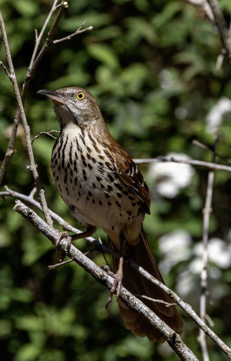 Brown Thrasher - ML617430737