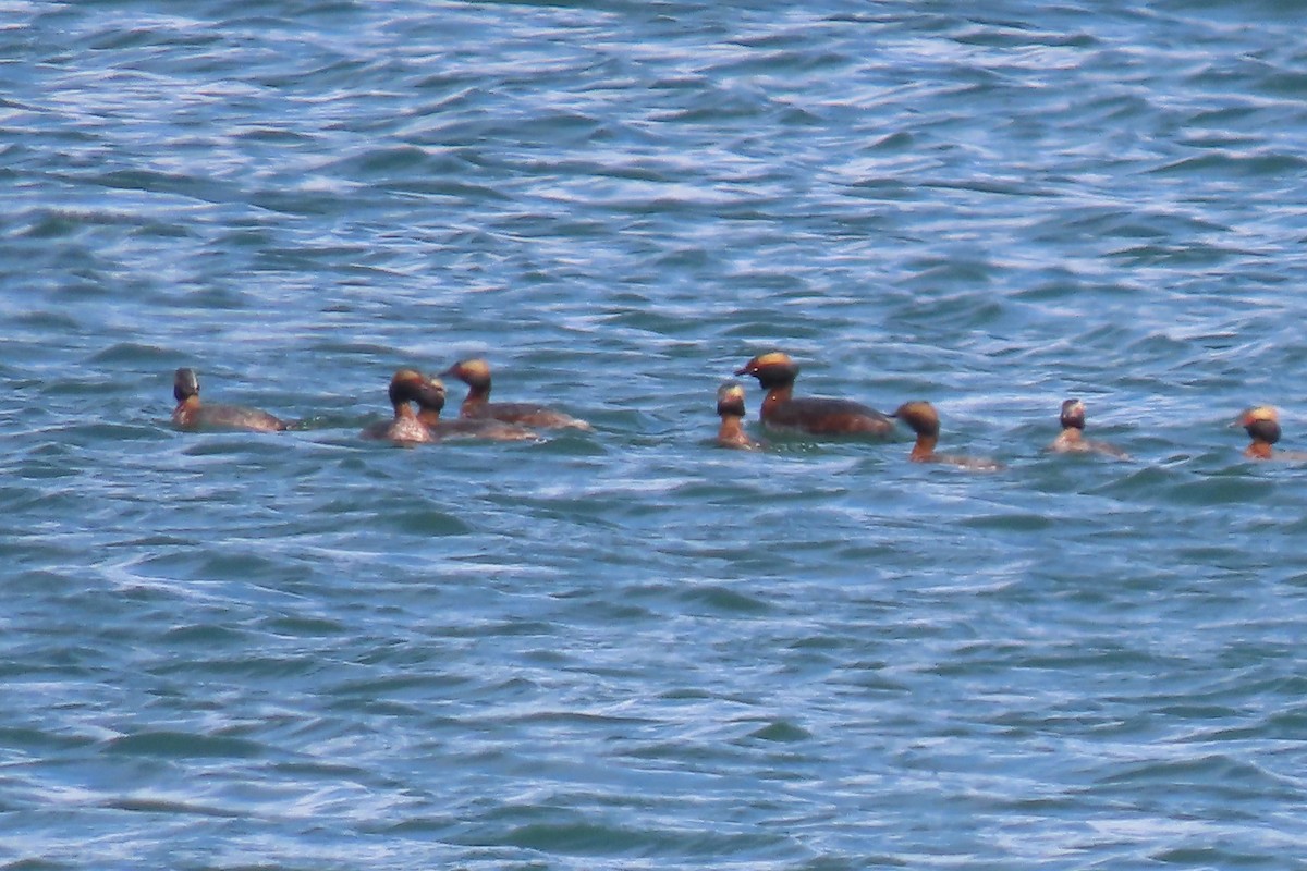 Horned Grebe - ML617430796