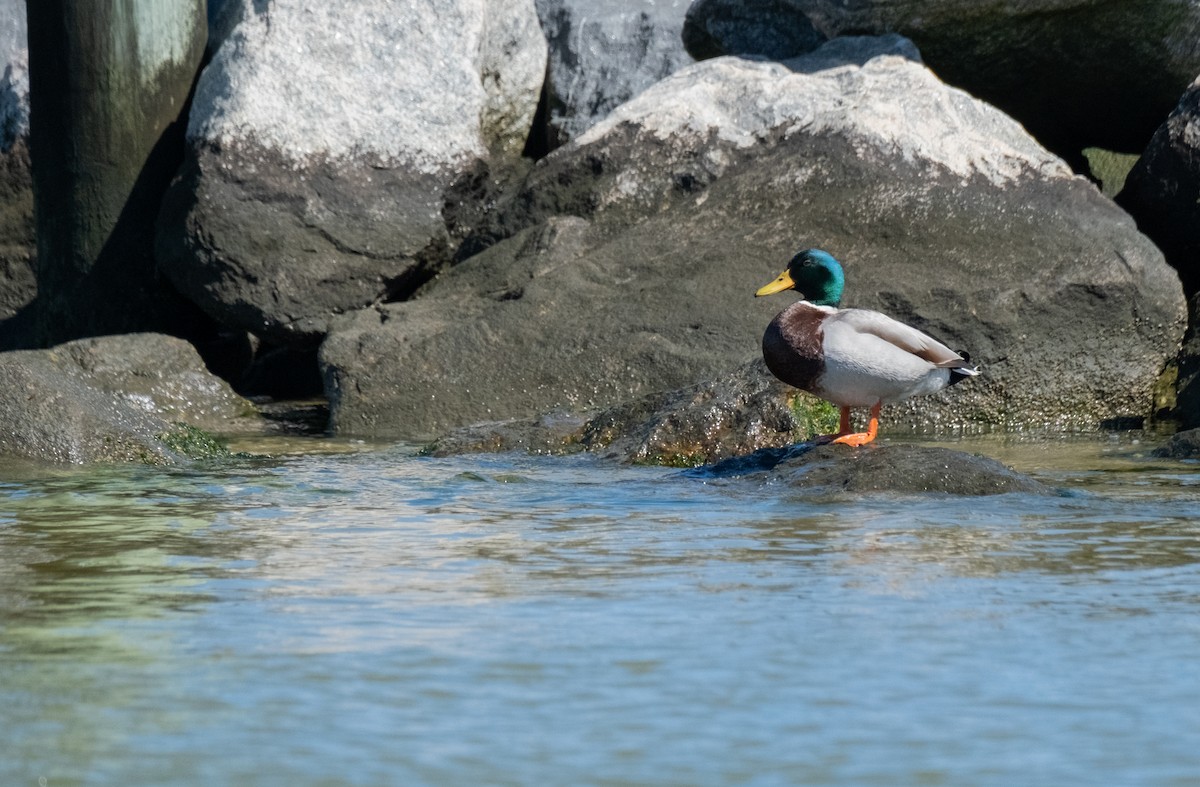 Mallard - Elena Bersani