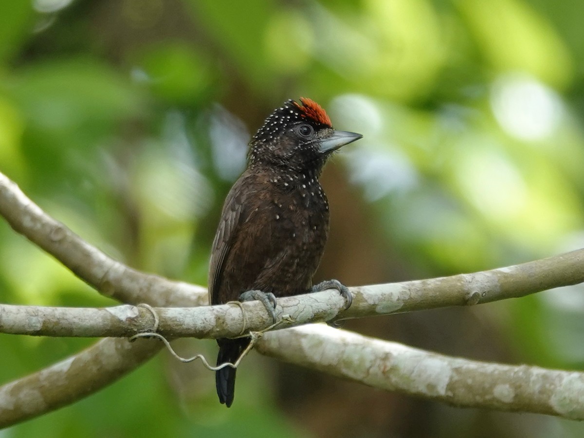 Varzea Piculet - Barry Reed