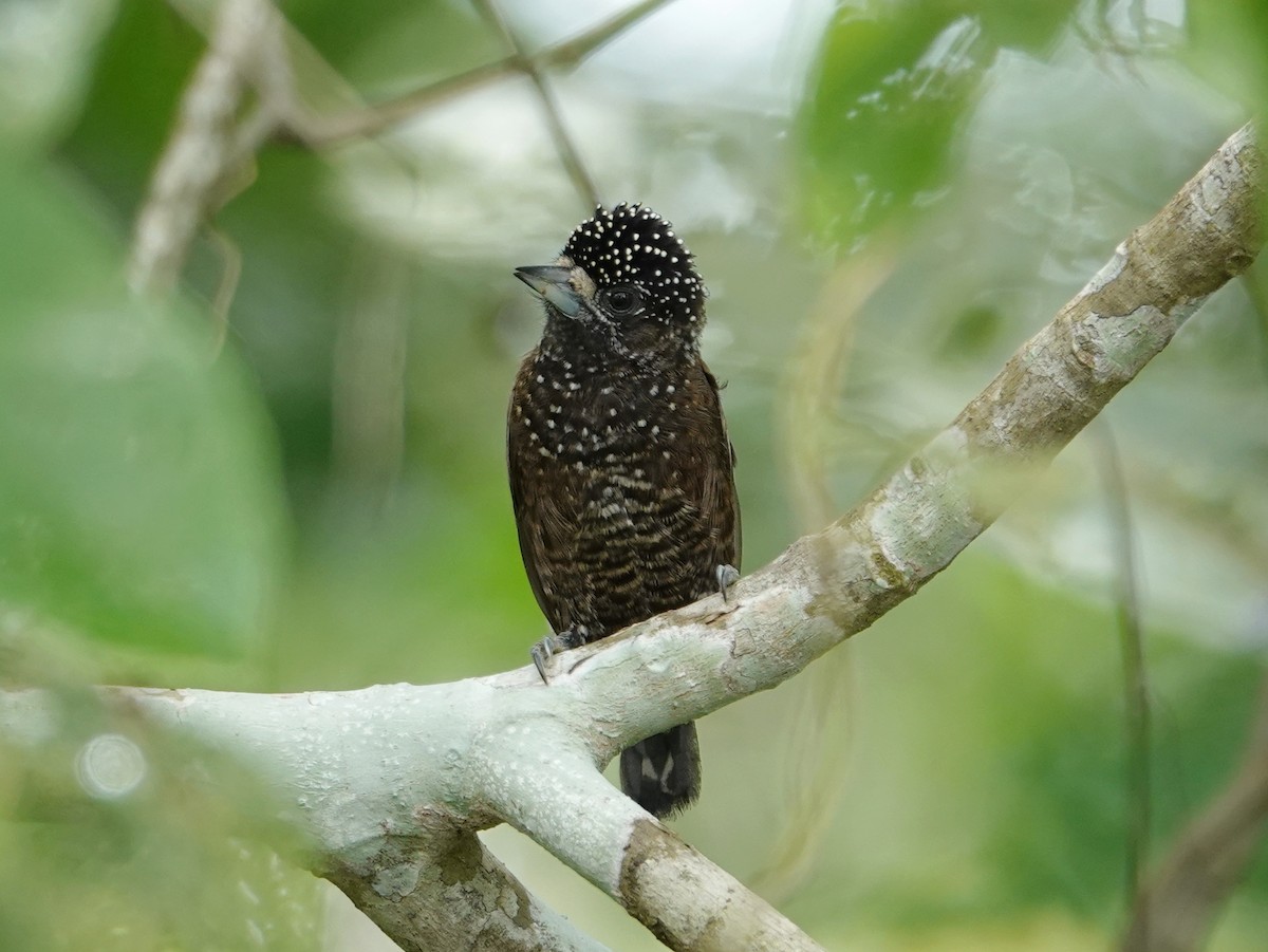 Varzea Piculet - Barry Reed