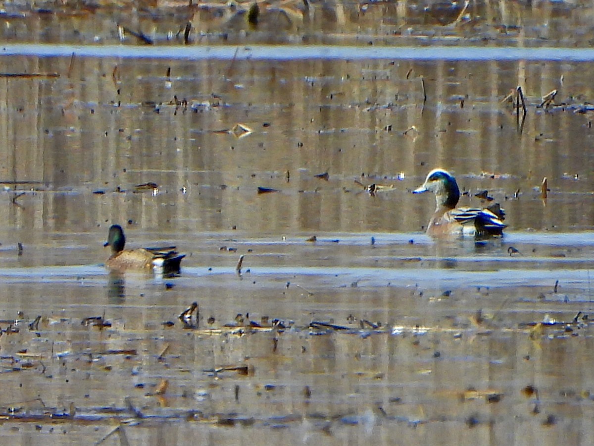 American Wigeon - ML617430835