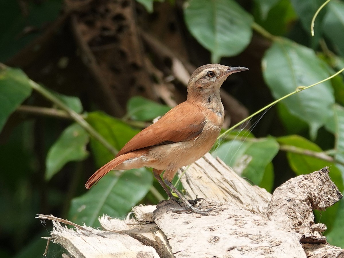 Lesser Hornero - Barry Reed