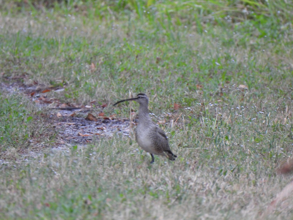 Whimbrel - ML617430839