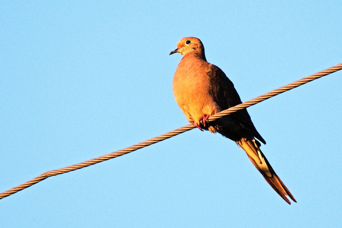 Mourning Dove - ML617430853