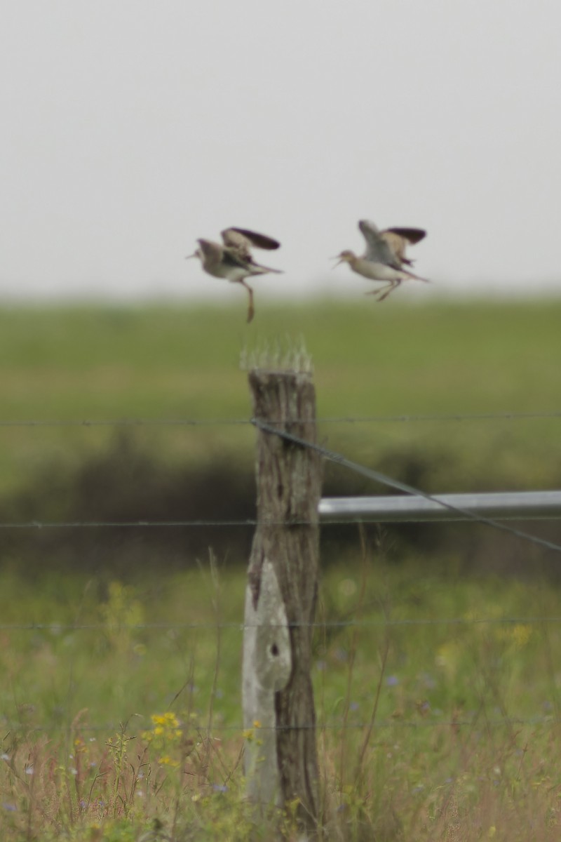Upland Sandpiper - ML617430856