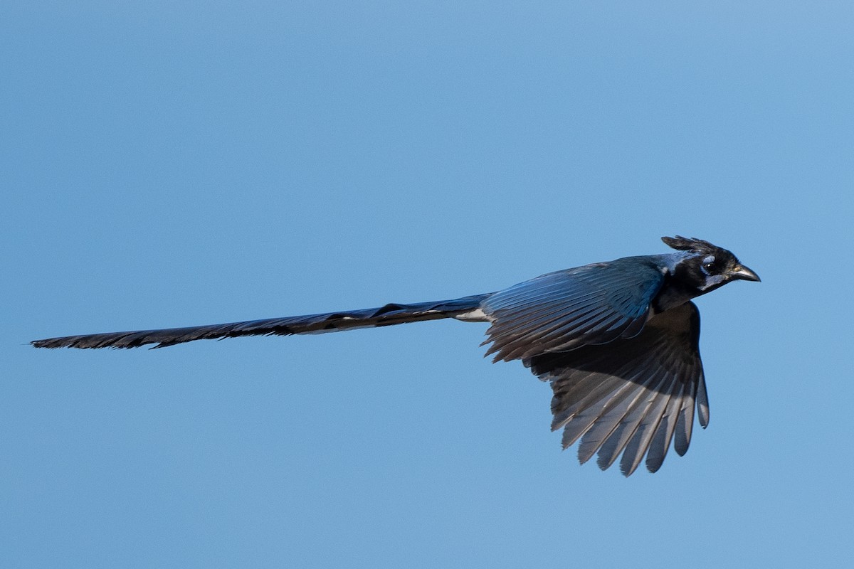 Black-throated Magpie-Jay - James Castle Gaither Jr