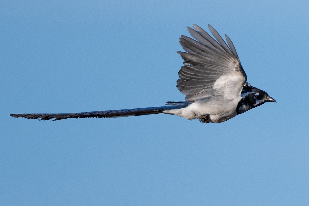 Black-throated Magpie-Jay - ML617430861