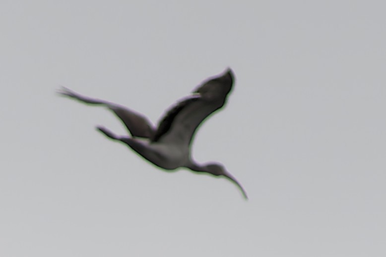 White Ibis - ML617430872