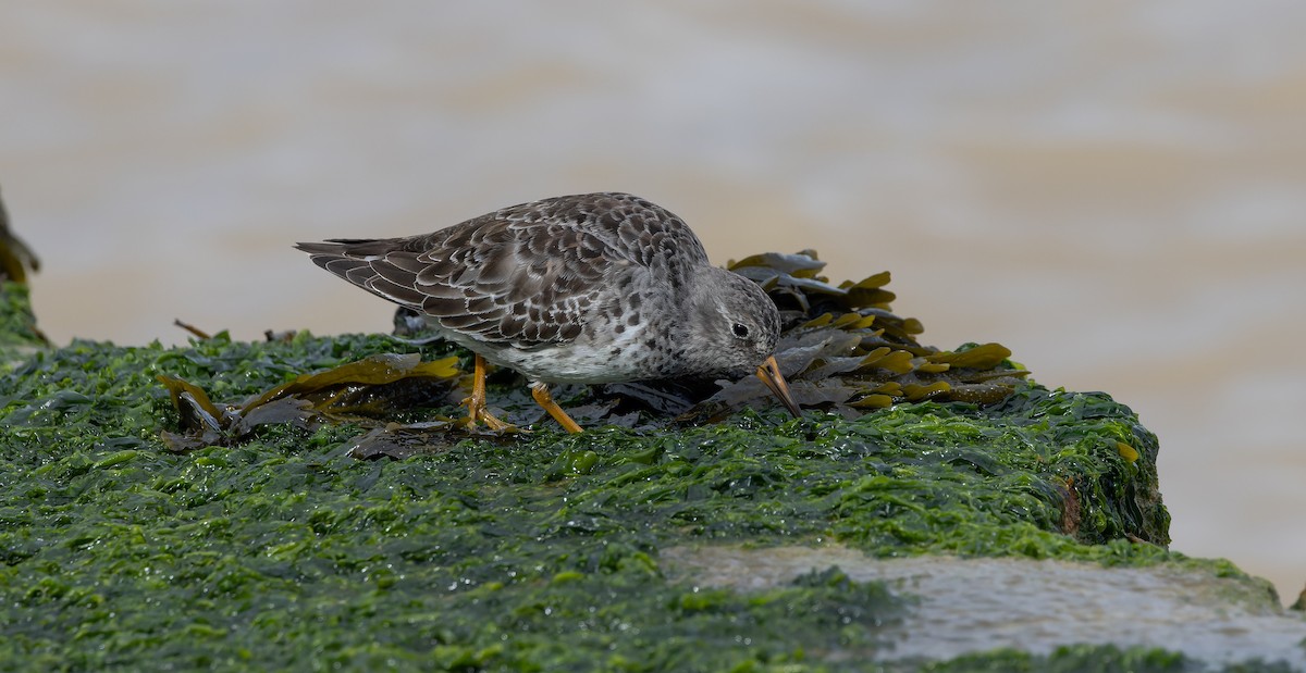 Purple Sandpiper - Brian Small