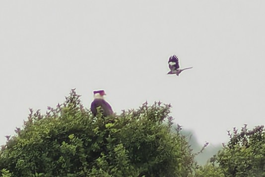 Crested Caracara - ML617430894