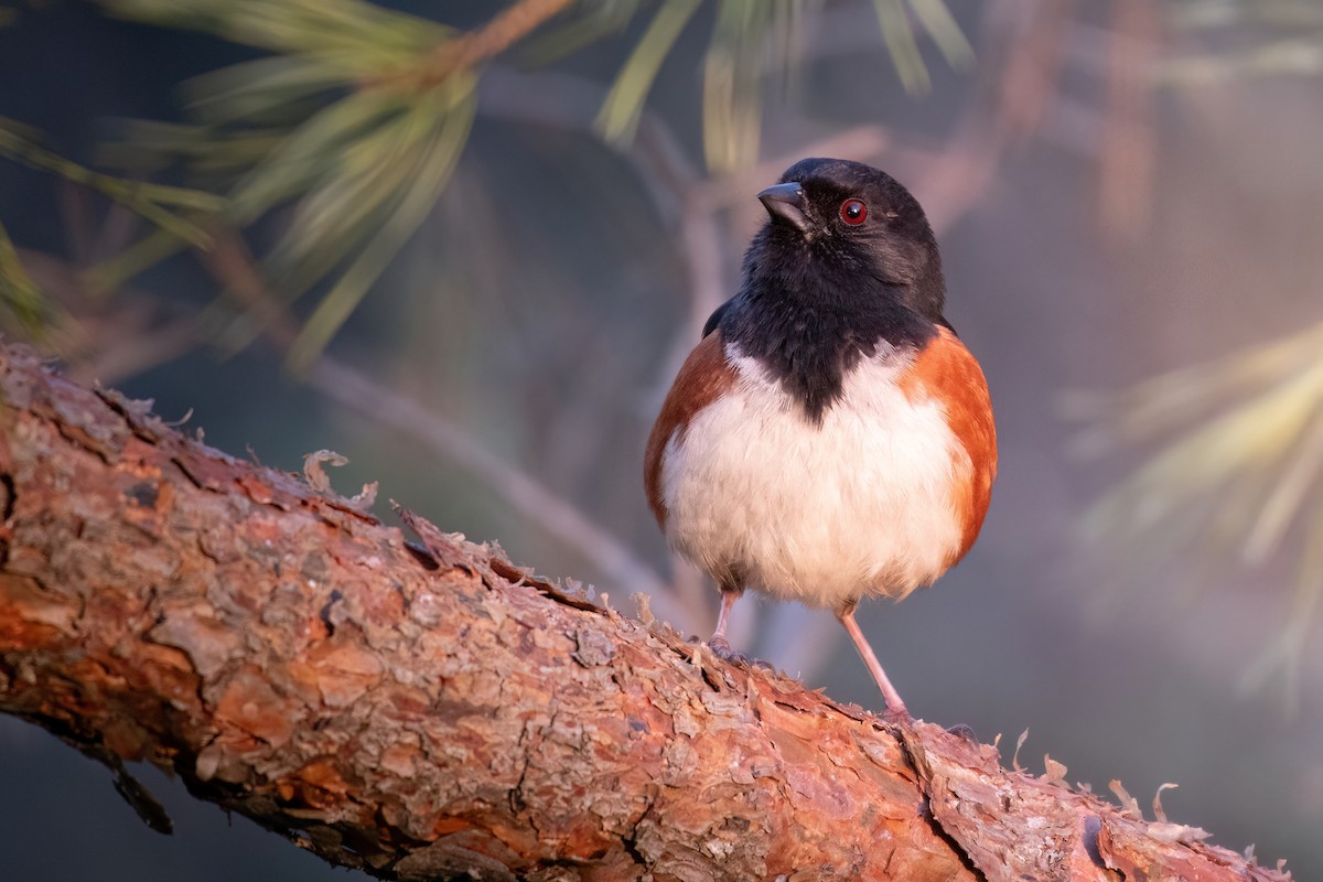 Eastern Towhee - ML617430902