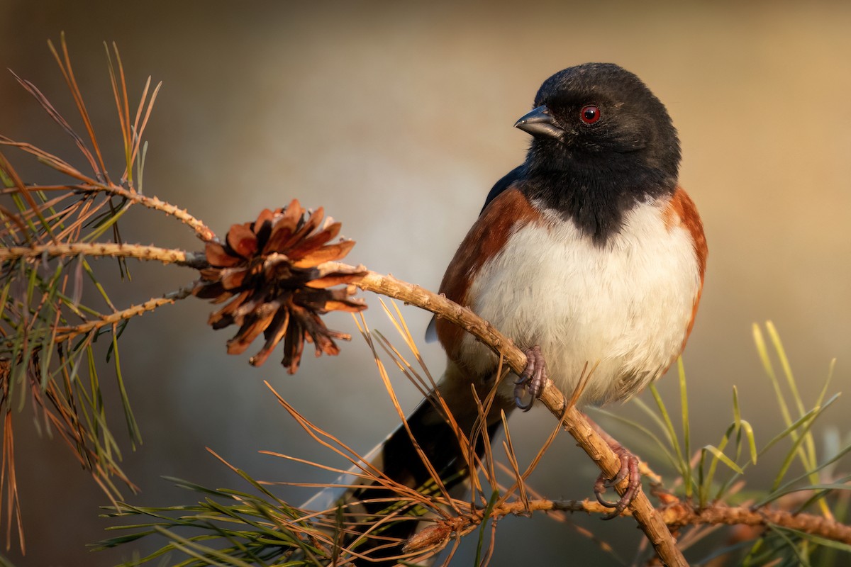 Eastern Towhee - ML617430903