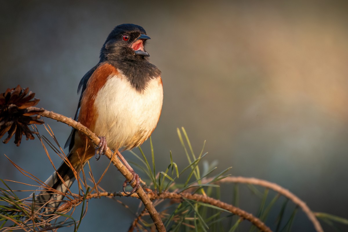 Eastern Towhee - ML617430905