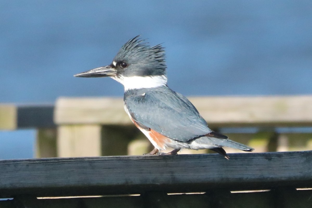 Belted Kingfisher - ML617430907