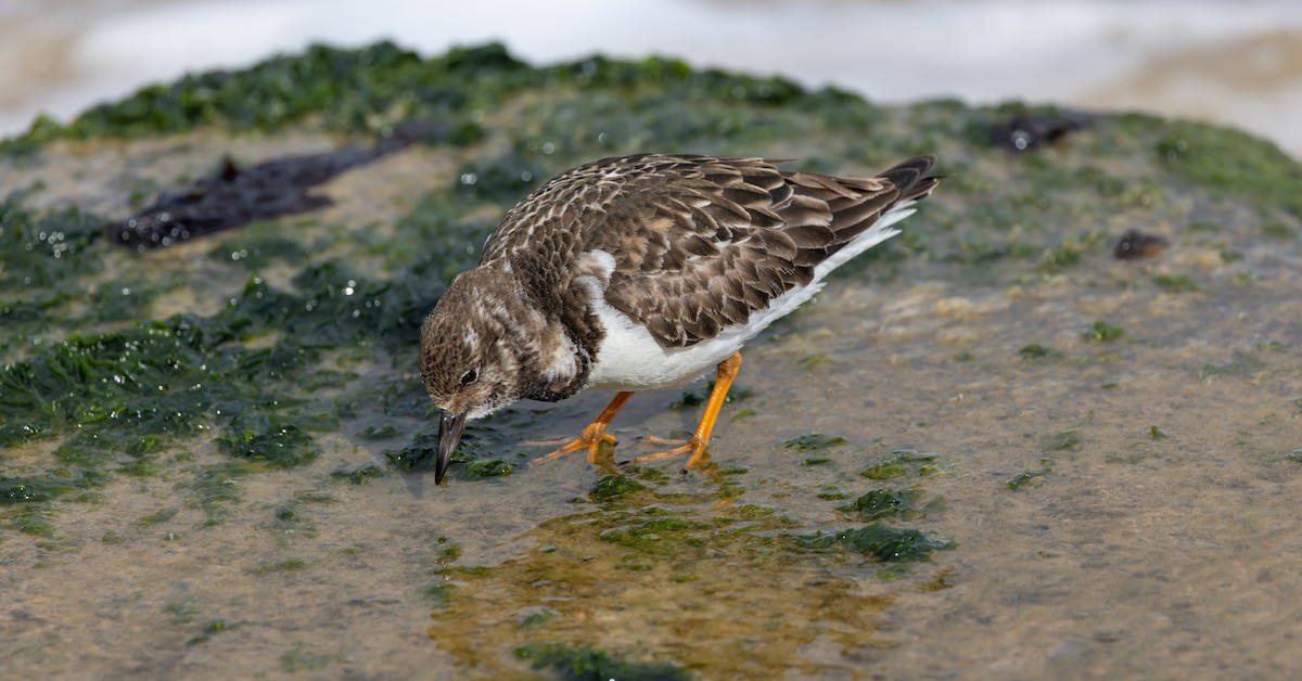 Ruddy Turnstone - ML617430910