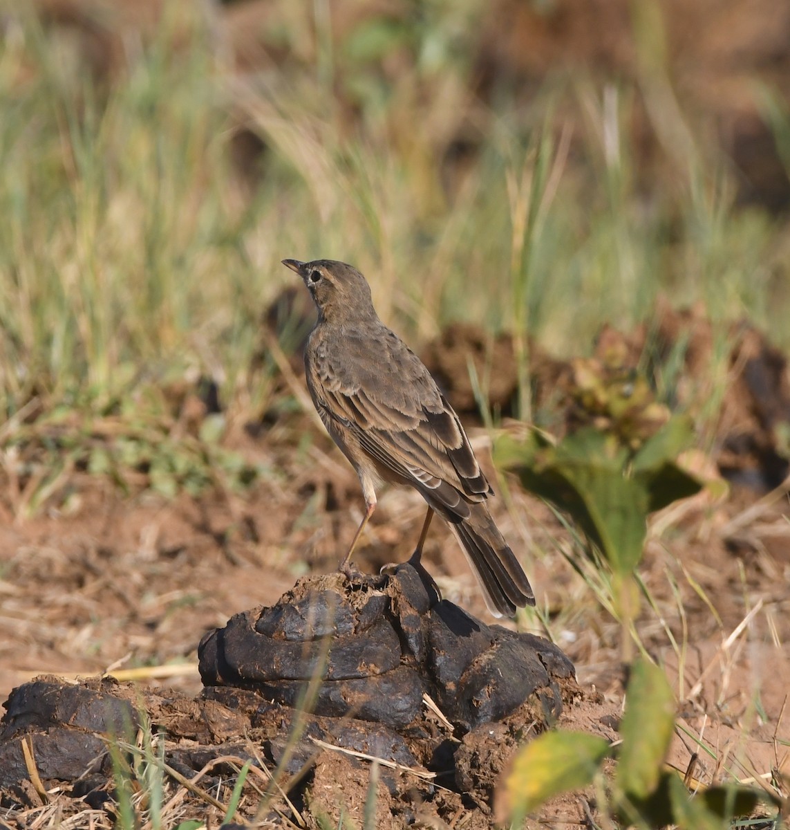 Plain-backed Pipit - Gabriel Jamie