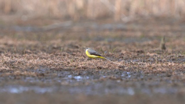 Gray Wagtail - ML617430929