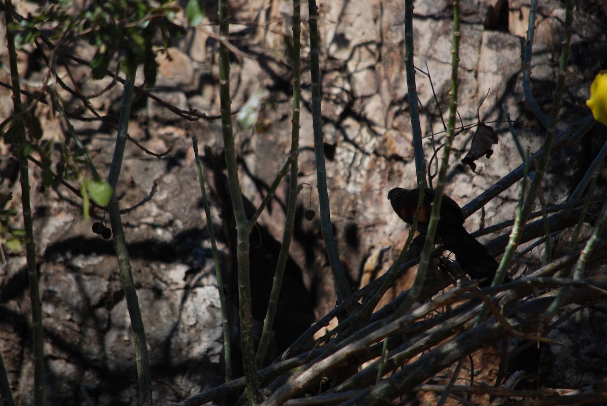 Malagasy Coucal - ML617430949