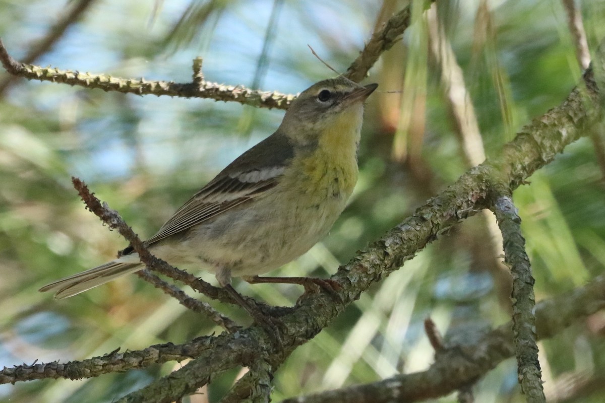 Pine Warbler - ML617430955