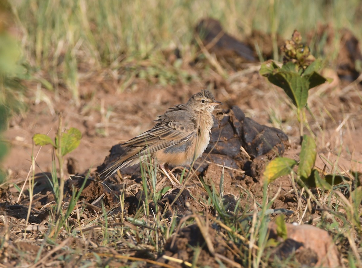 Plain-backed Pipit - Gabriel Jamie