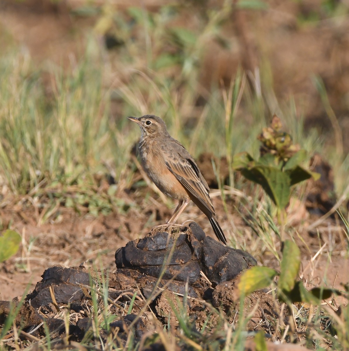 Plain-backed Pipit - Gabriel Jamie