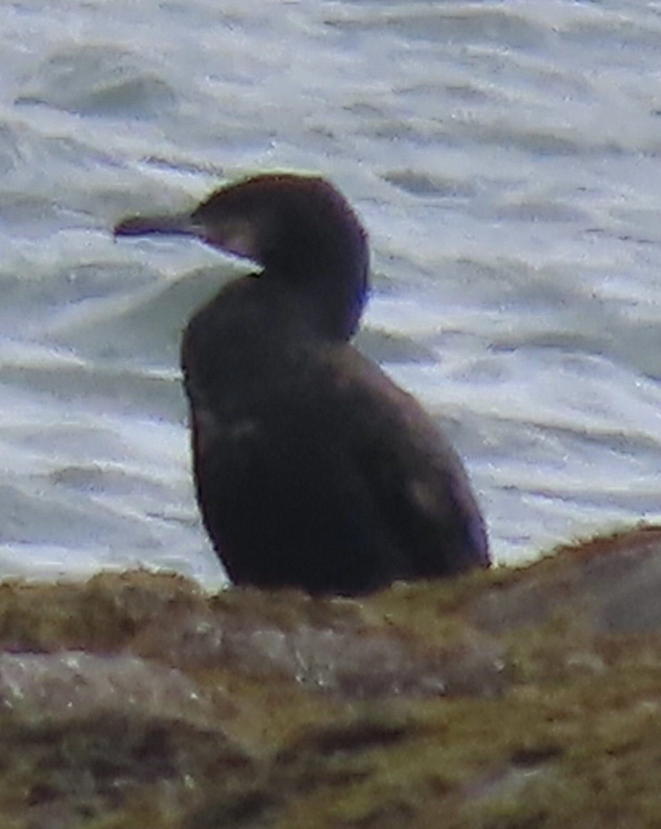 Great Cormorant - ML617430975