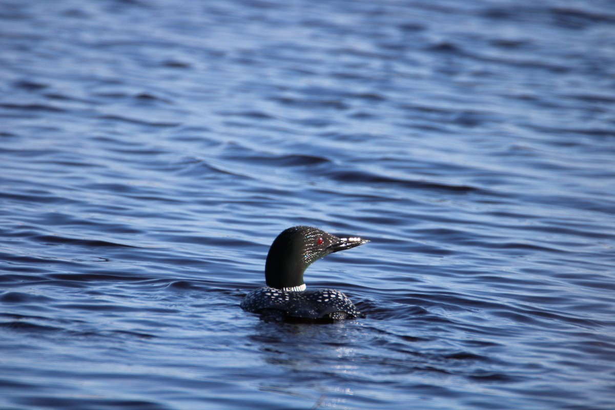 Common Loon - ML617430998