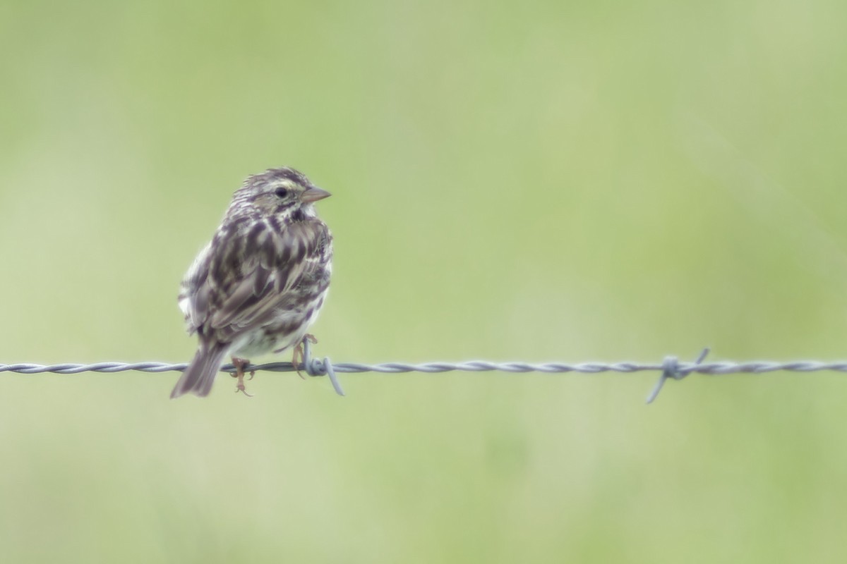 Savannah Sparrow - ML617431010