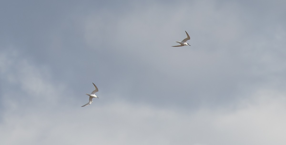 Sandwich Tern - ML617431014