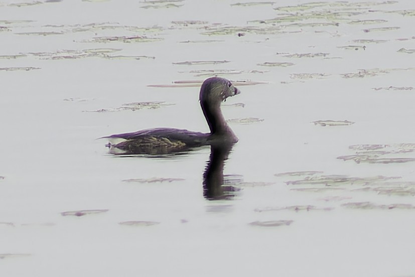 Pied-billed Grebe - ML617431016