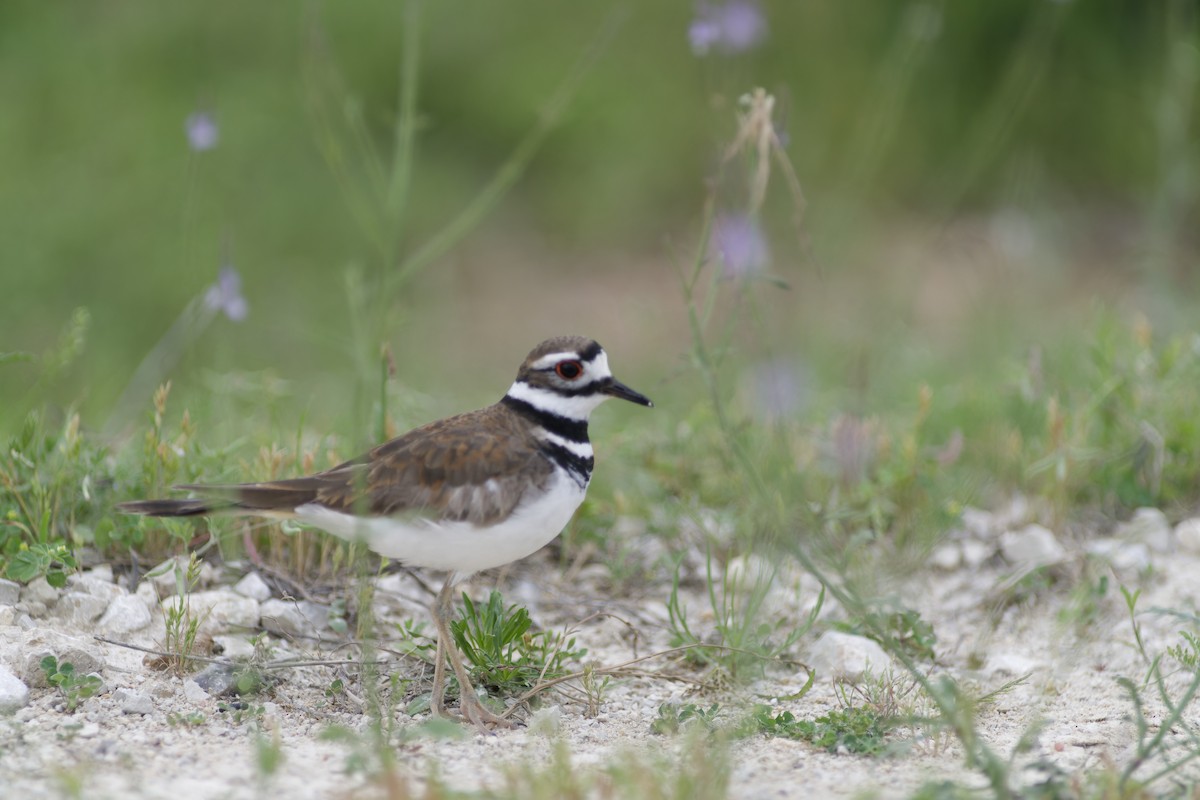 Killdeer - ML617431033