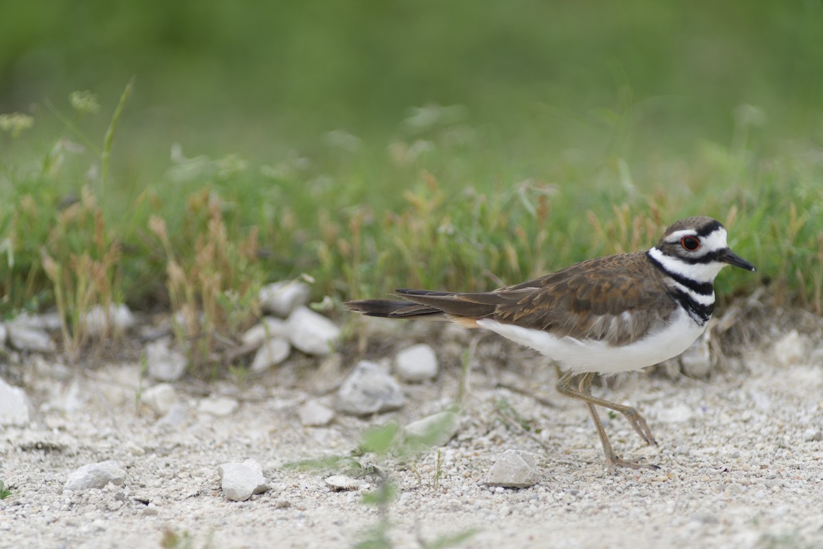 Killdeer - ML617431034