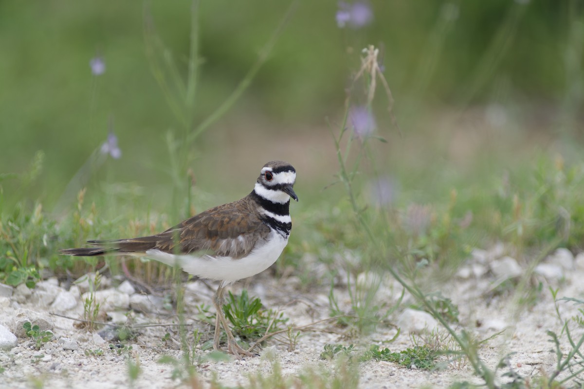 Killdeer - ML617431035