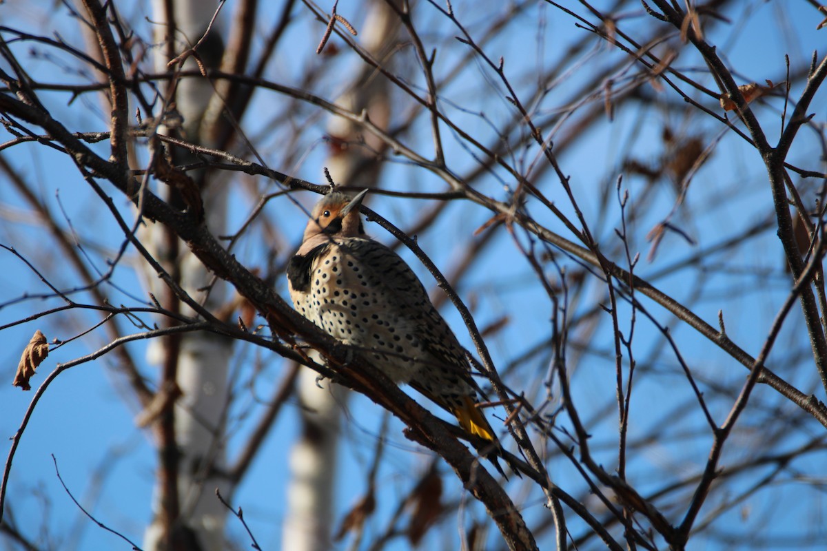 Northern Flicker (Yellow-shafted) - ML617431042