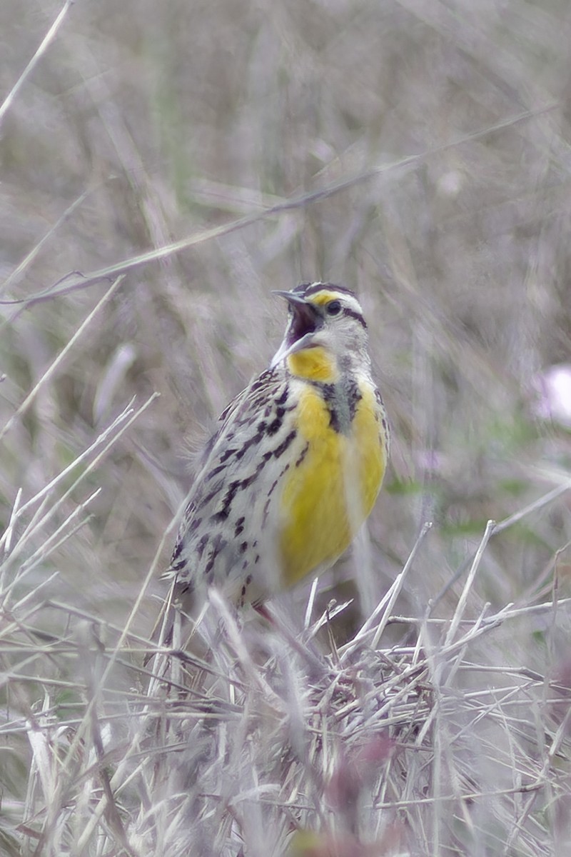 Eastern Meadowlark - ML617431054