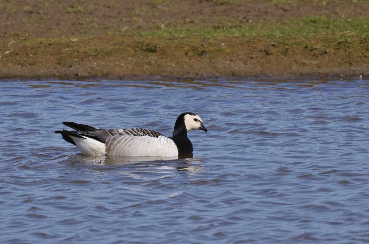 Barnacla Cariblanca - ML617431058