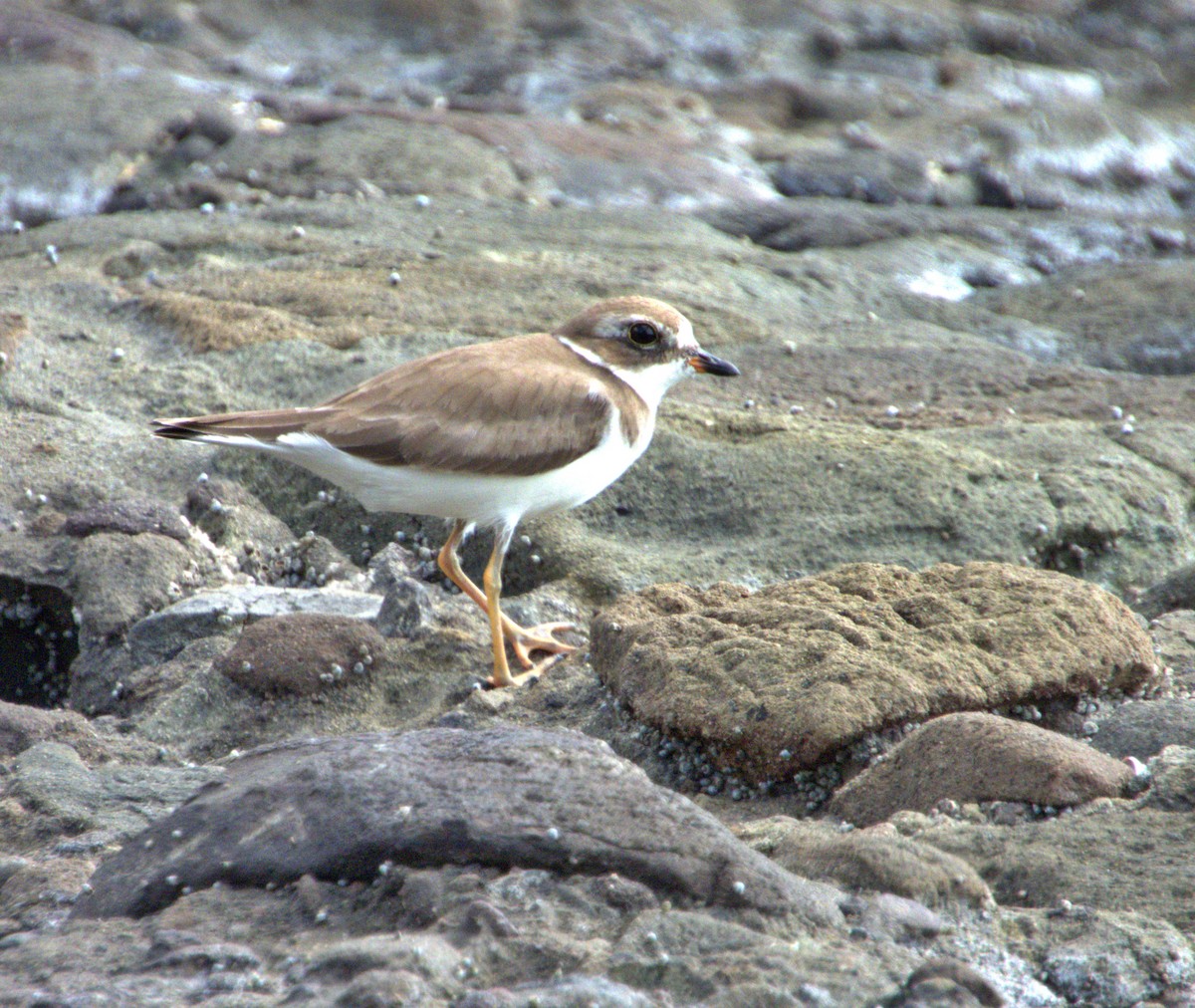 Semipalmated Plover - Manuel Pérez R.