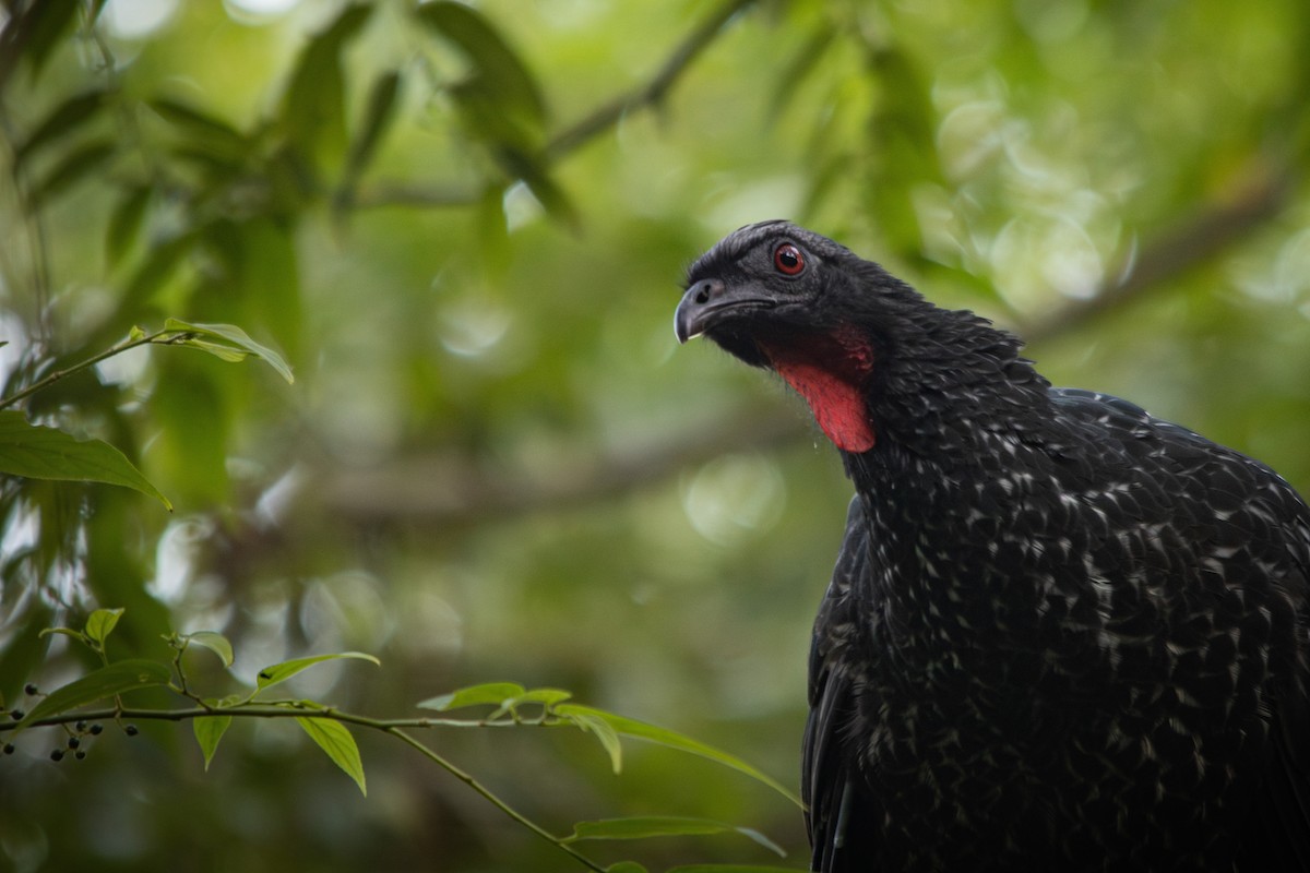 Dusky-legged Guan - ML617431066