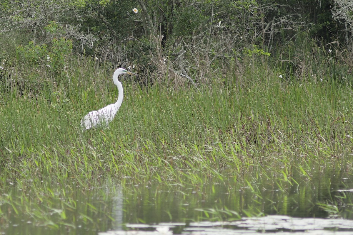 Great Egret - ML617431088