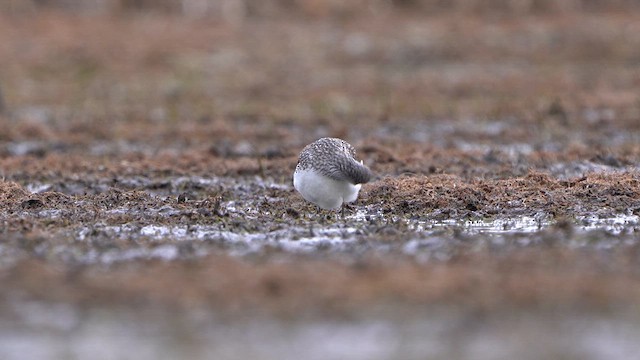 Green Sandpiper - ML617431093